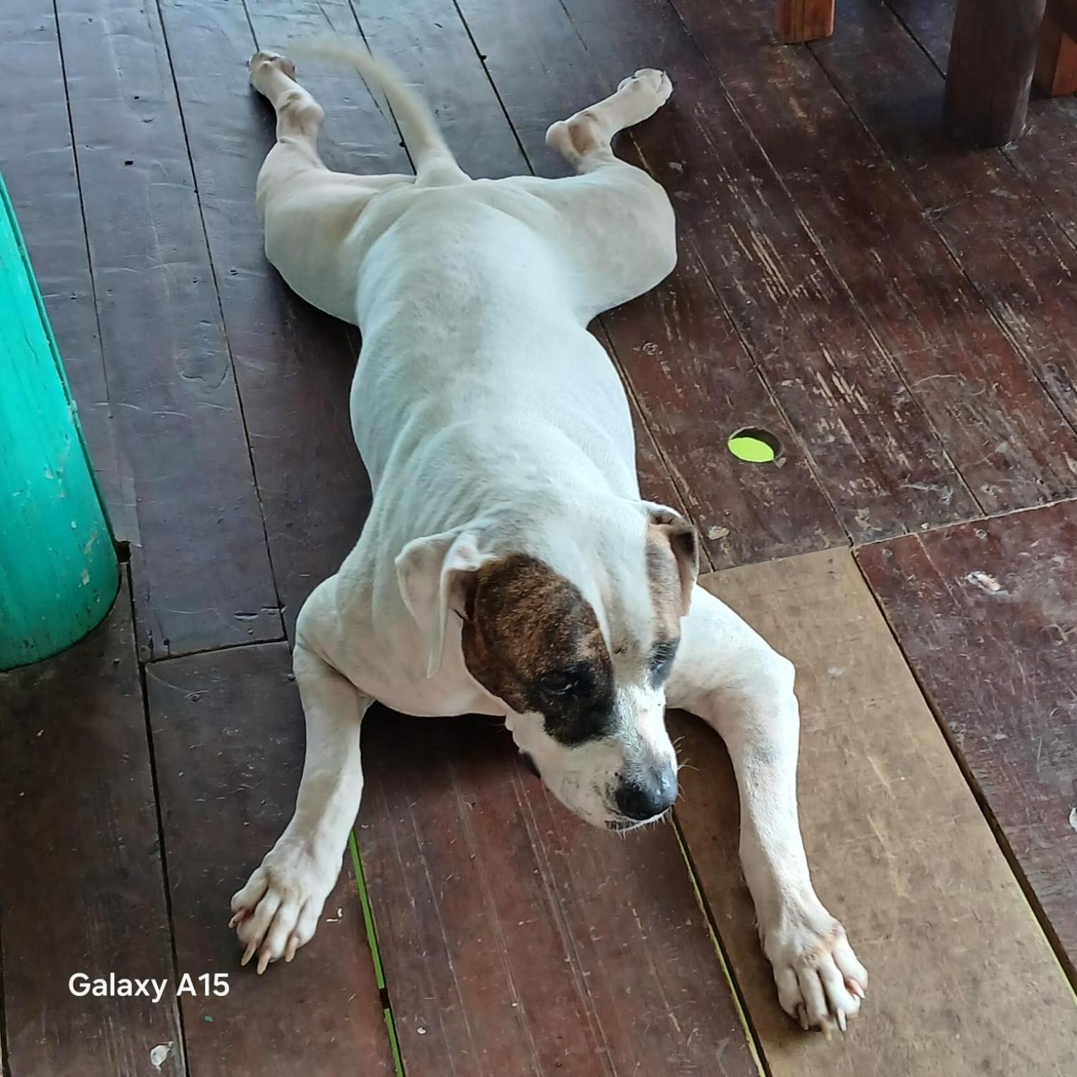 Tortugal Boutique River Lodge Rio Dulce Luaran gambar
