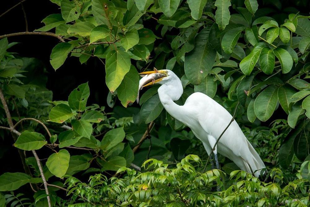 Tortugal Boutique River Lodge Rio Dulce Luaran gambar